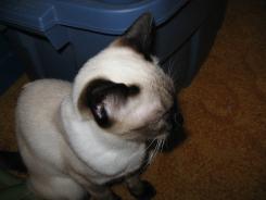 more kittens